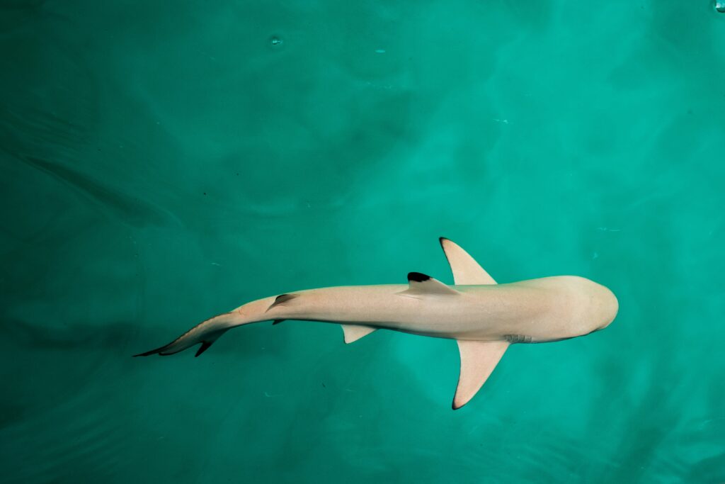 Blacktip reef shark swimming in shallow turquoise water at Maldives reef dive site aerial view.