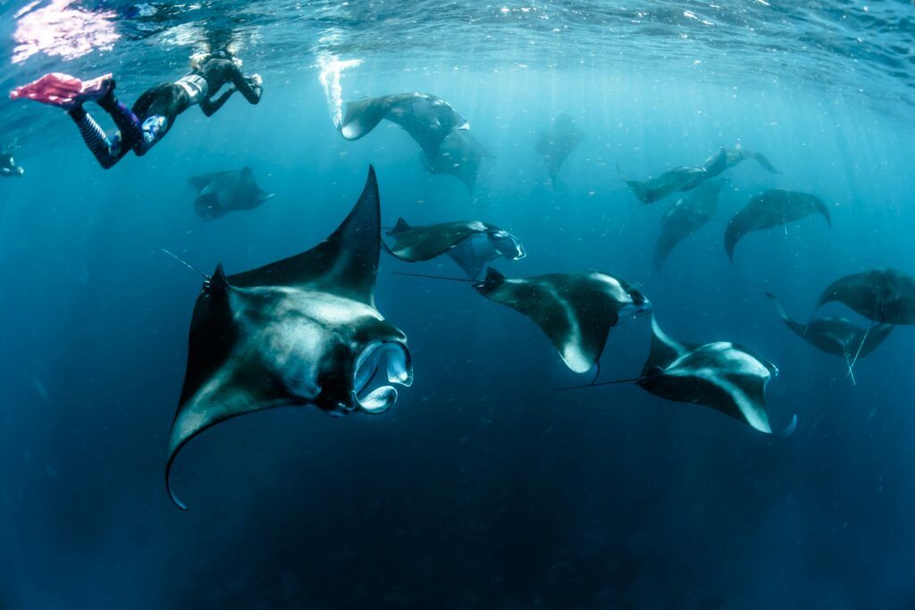 Snorkeler swimming with large aggregation of manta rays at Maldives dive site deep blue water