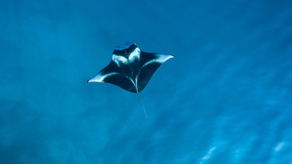Solitary manta ray gliding through deep blue ocean water at Maldives dive site underwater view.
