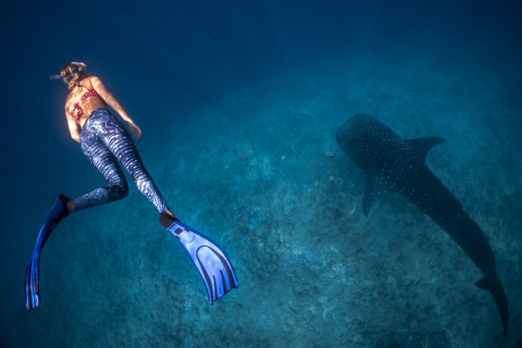 Freediver swimming alongside whale shark in one of the best dive sites in the Maldives.